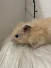 Mesocricetus auratus