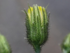 Hieracium diaphanoides