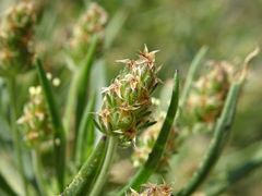 Plantago afra