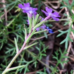 Glandularia aristigera