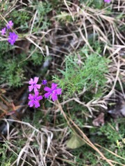 Glandularia aristigera