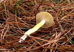 Hygrophorus hypothejus