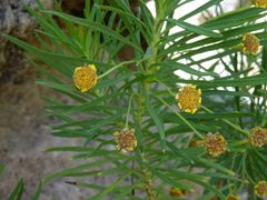 Euryops arabicus