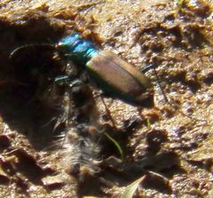 Cicindela splendida