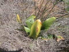 Brunsvigia orientalis