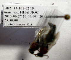 Smicromyrme stepposa