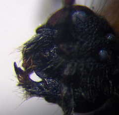 Smicromyrme stepposa