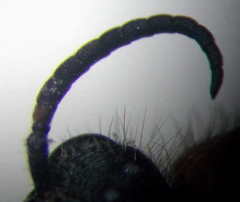 Smicromyrme stepposa