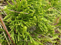 Diphasiastrum complanatum