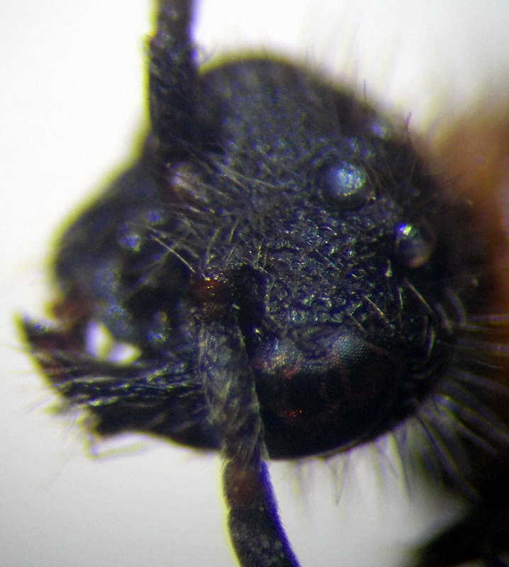 Smicromyrme stepposa
