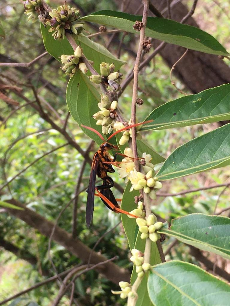 Pepsis plutus