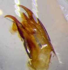 Smicromyrme stepposa