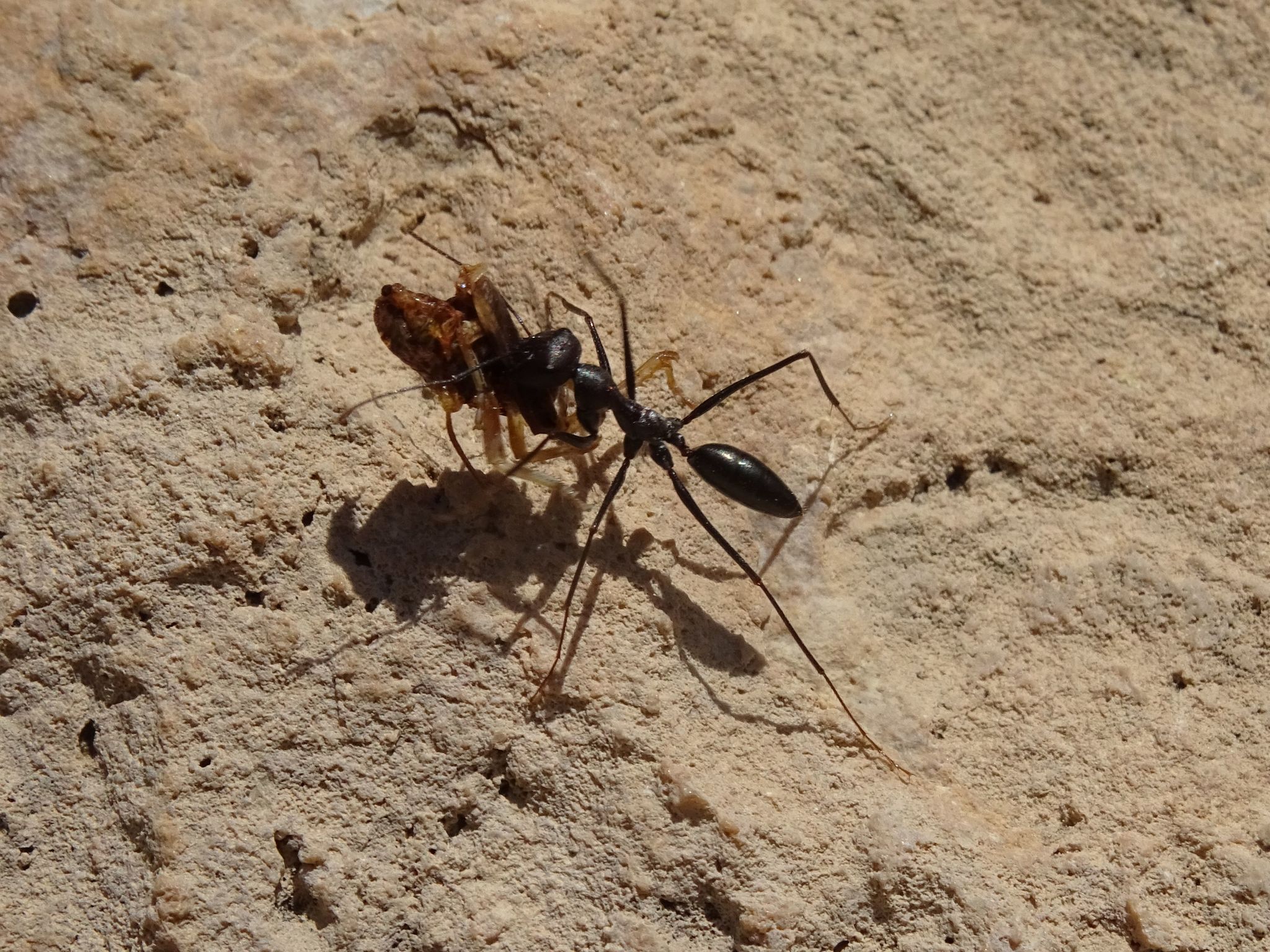 Cataglyphis nigra