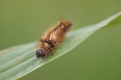 Acronicta rumicis