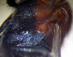 Smicromyrme stepposa