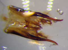 Smicromyrme stepposa