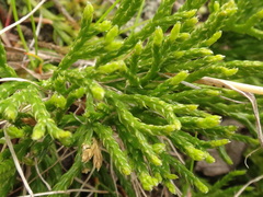 Diphasiastrum complanatum