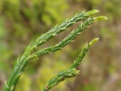 Diphasiastrum complanatum