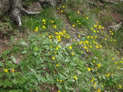 Hieracium diaphanoides