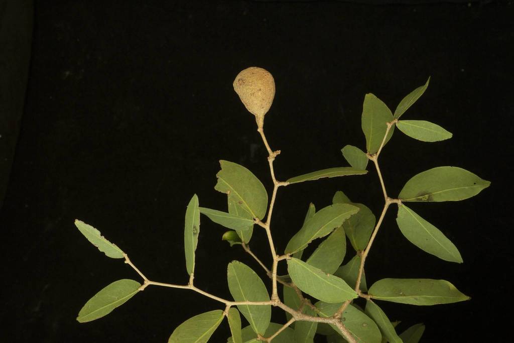 (Cynometra oaxacana) - Botanical Realm