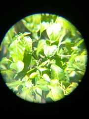 Capsicum annuum annuum