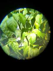 Capsicum annuum annuum