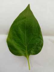 Capsicum annuum annuum