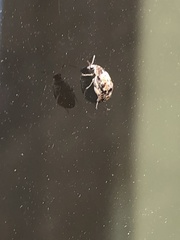 Algarobius prosopis