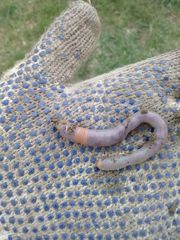 Dendrodrilus rubidus