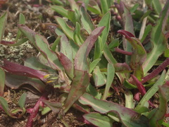 Pilosella lactucella