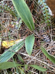 Celmisia verbascifolia