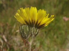 Pilosella lactucella