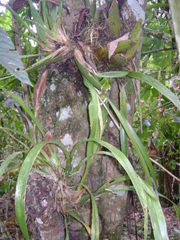 Oncidium sphacelatum