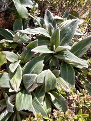 Celmisia verbascifolia