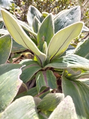 Celmisia verbascifolia