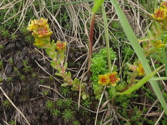 Sedum alpestre