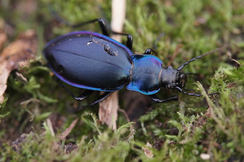 Violet ground beetle