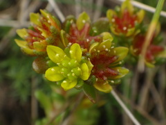Sedum alpestre