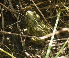 Anaxyrus boreas boreas