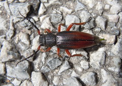 Dorcadion fulvum