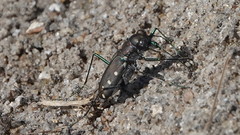 Cicindela ocellata rectilatera