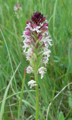 Neotinea ustulata ustulata