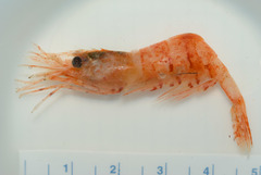 Eualus fabricii