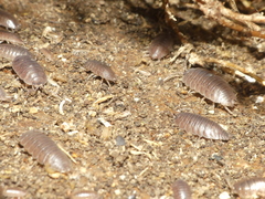 Porcellio laevis