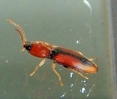 Conoderus suturalis