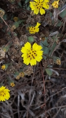 Deinandra increscens