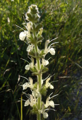 Salvia austriaca