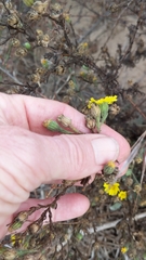 Deinandra increscens