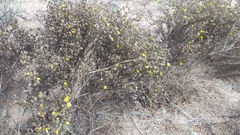 Deinandra increscens