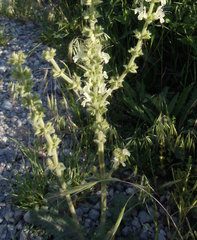 Salvia austriaca